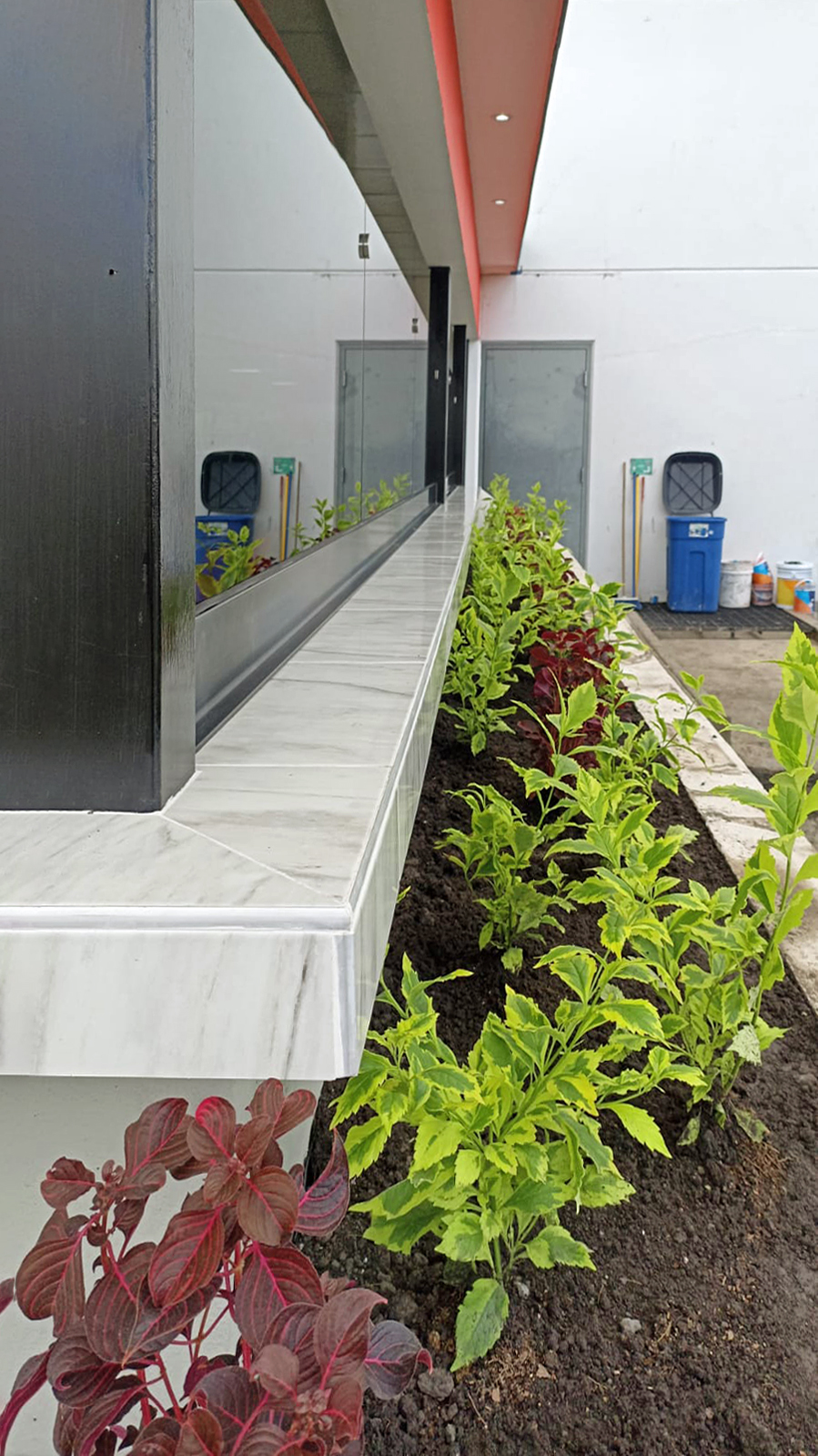 Plantas
